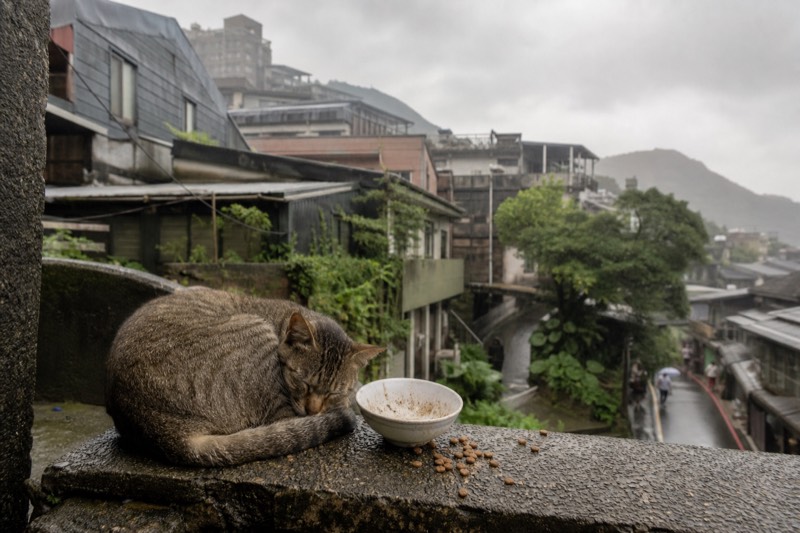 Food And Tea Tasting, Cat Village